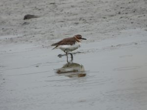 1755661987488 300x225