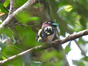 Classic Birding Tour 1758196289897 1 300x225