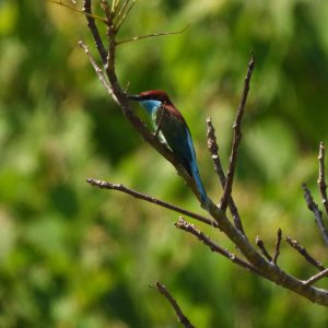 Blue Throated Bee EaterMerops ViridisBirding Ujung KulonWildlife Tour Encounterbirdingujungkulo 300x300