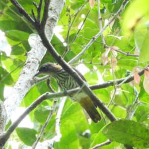 Sumatra & Java Birding Tour Dark Throated OrioleOriolus XanthonotusUjung Kulon Birding Tour 3Days 2Nightsbirdingujungkulon 300x300