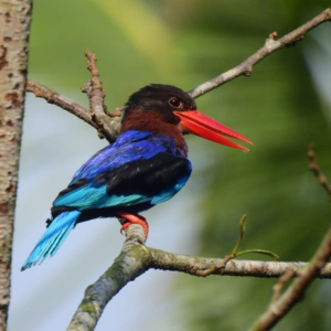 Desain Tanpa Judul 10 1