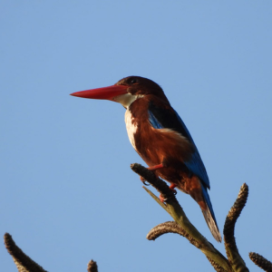 Desain Tanpa Judul 4