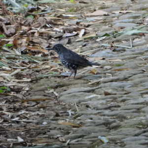 Desain Tanpa Judul 5