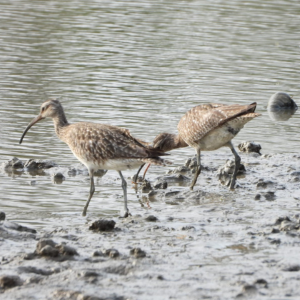 Desain Tanpa Judul 7