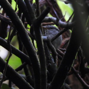 Desain Tanpa Judul 8