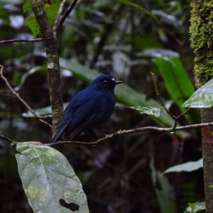 Early Morning Shot West Java Birding TripJavan Sunda Blue Robin 300x300