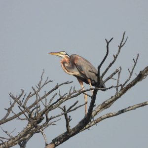 Explore Unique Waterbirds Purple Heronbirdingujungkulon Wildlife Tour Encounter 300x300