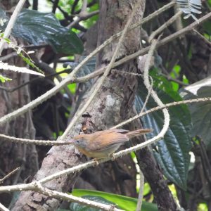 Grey Cheeked Tit Babbler Javan Tit BabblerMixornis Flavicollisbirdendemictojava Ujungkulonbi 300x300
