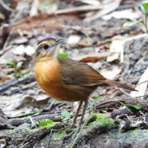 Javan Black Capped BabblerBirding Ujung Kulon 300x300