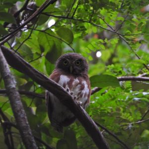 Classic Birding Tour One Of Our Target In Ujung KulonAmazing Javan OwletBirding Ujung Kulonyour Partner Wildlife Enco 300x300