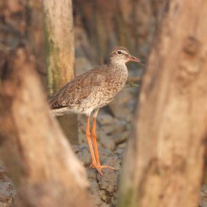 The Common RedshankTringa TotanusExplore Unique Waterbirdsbirdingujungkulon 300x300