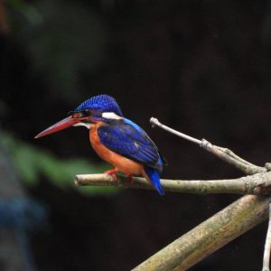 WhatsApp Image 2025 08 26 At 22.32.16 300x300