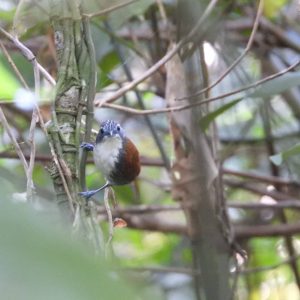 White Breasted BabblerStachyris GrammicepsThe White Breasted Babbler Is A Species Of Bird In The 300x300